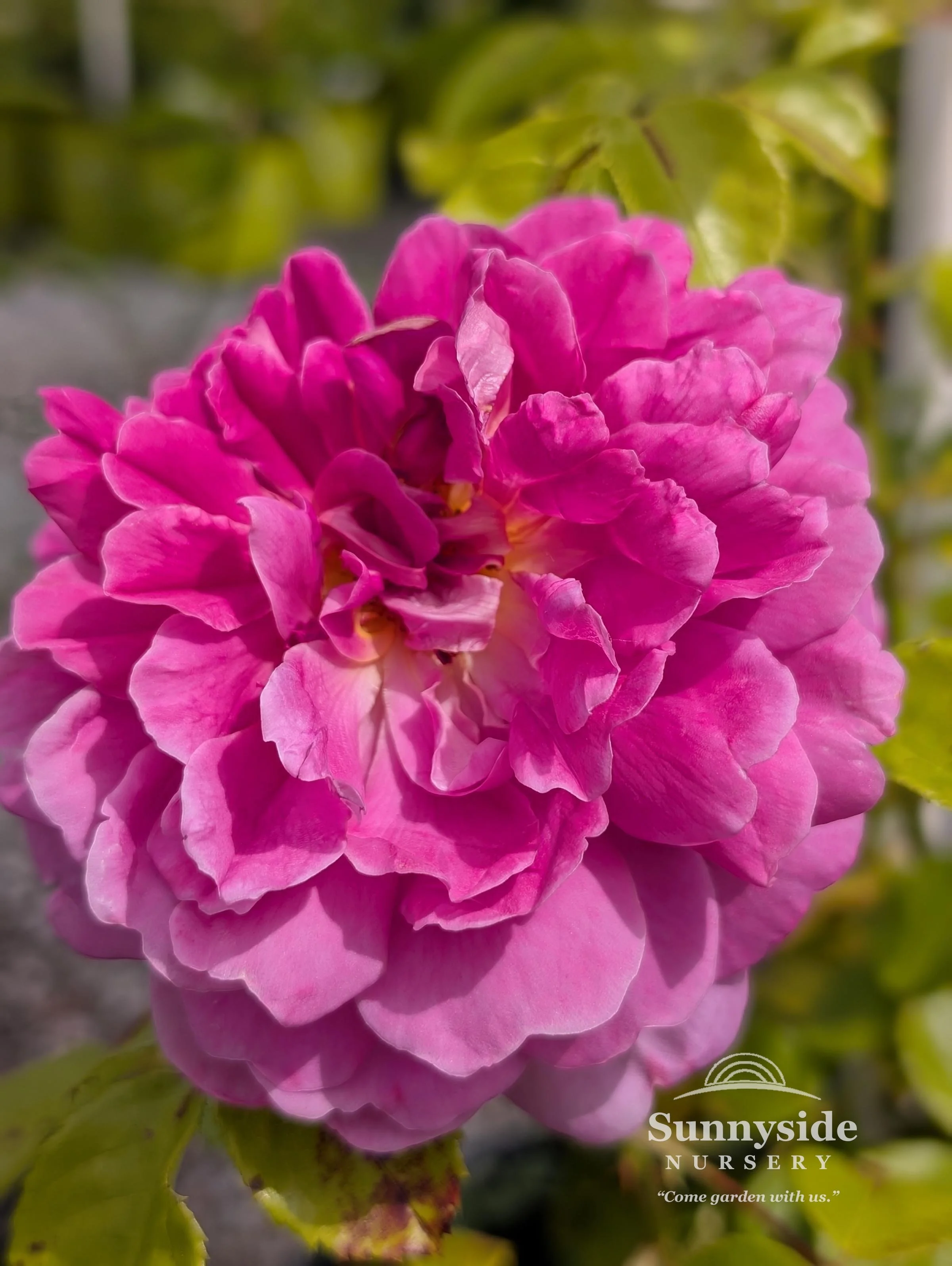 David Austin English Roses — Sunnyside Nursery